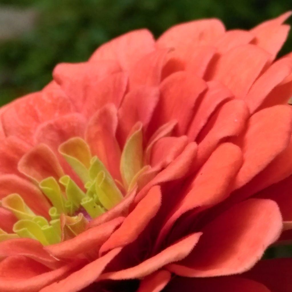 picture of a single blossoming flower